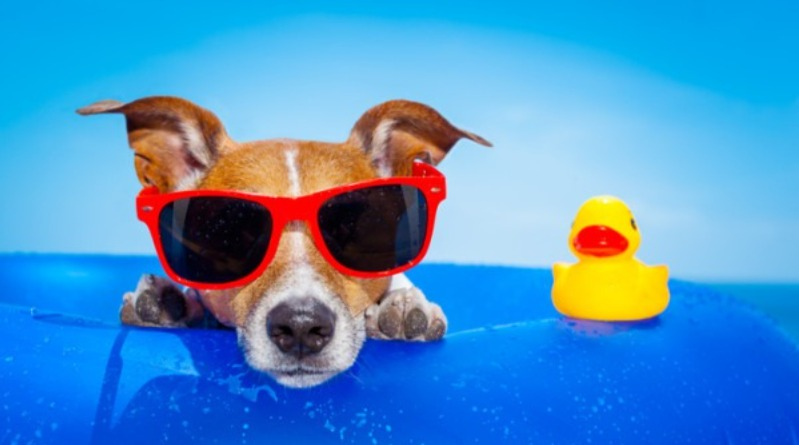 Surfside Beach pet-friendly rentals